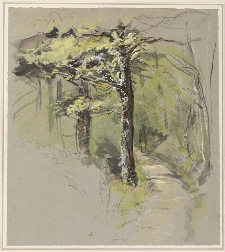 Study of Trees and a Path in a Forest